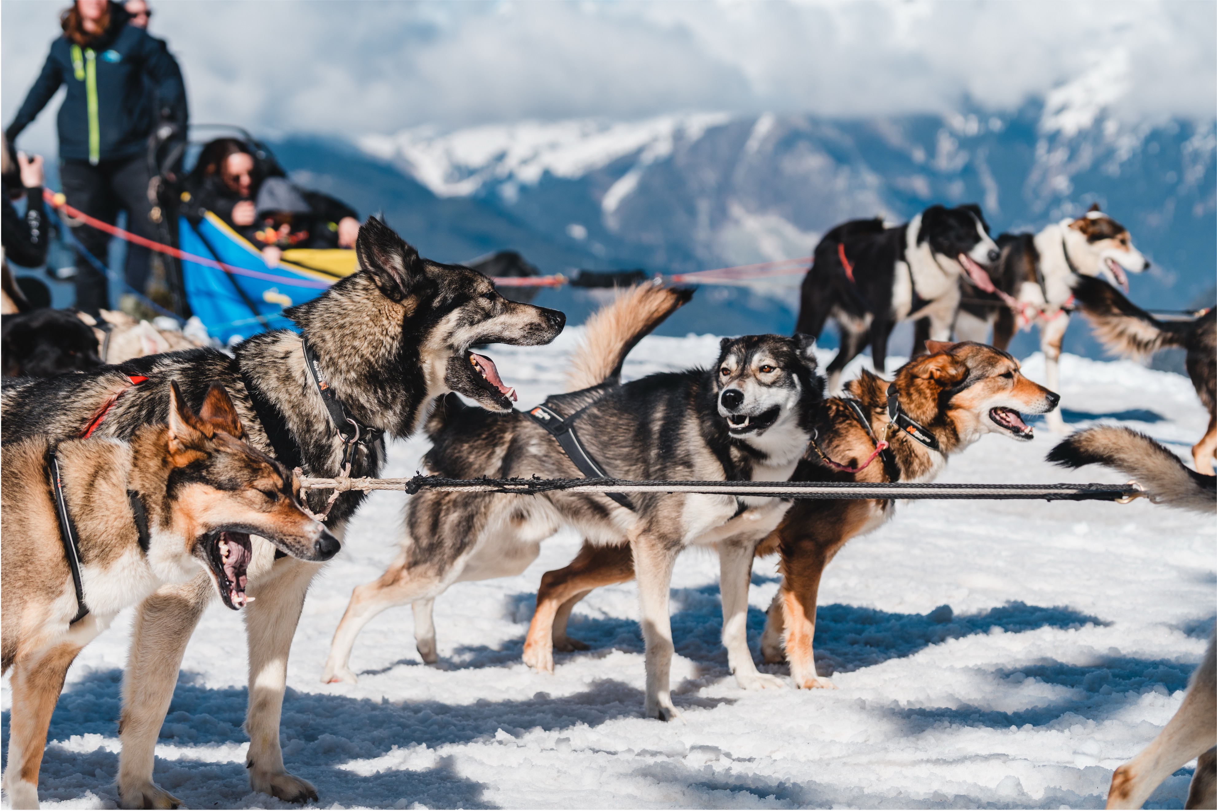 Non-skiing activity for corporate guests enjoying dog-sledding through Alpine snow